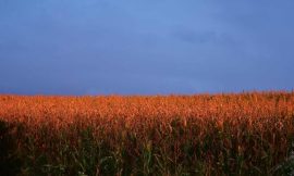 Corn Close with Wednesday Gains