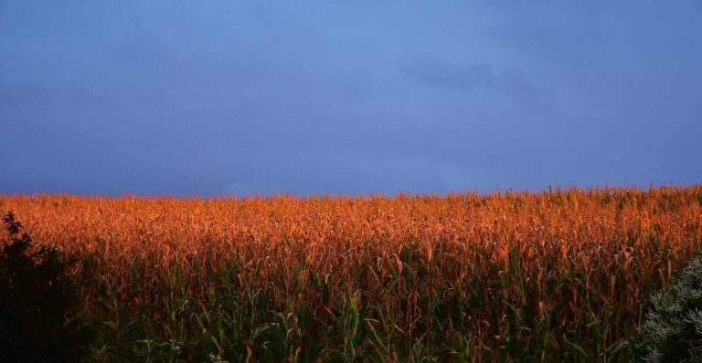 Read more about the article Corn Close with Wednesday Gains