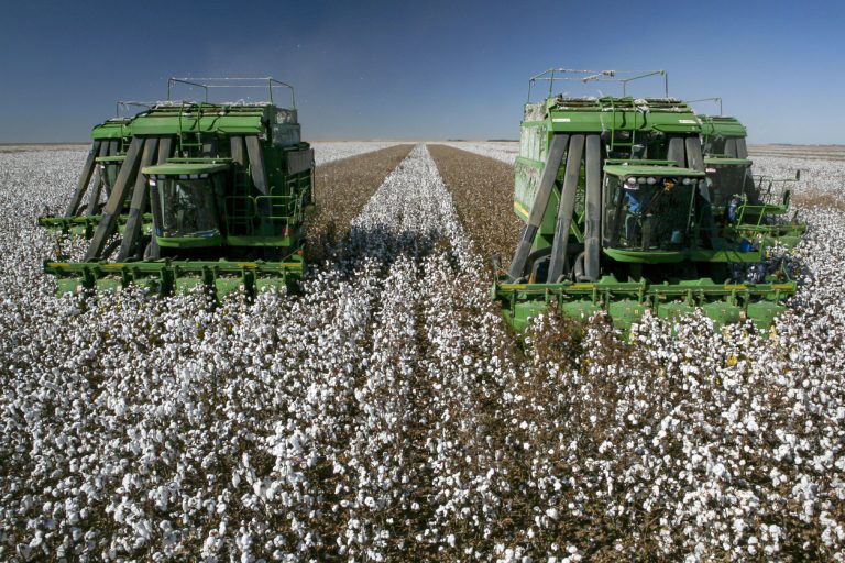 Read more about the article Cotton Falls Lower on Friday