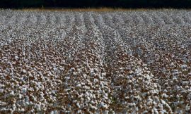 Cotton Falls Lower on Tuesday