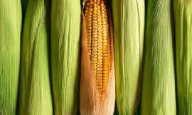 Corn Closes with Tuesday Strength