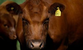 Brazilian meat imports – what’s the beef?