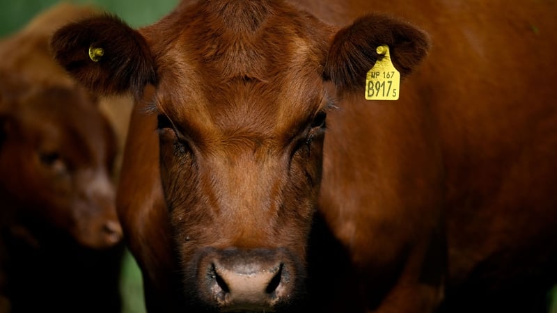 brazilian-meat-imports-–-what’s-the-beef?