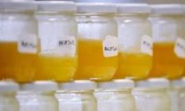 Why food fraud persists, even with improving tech