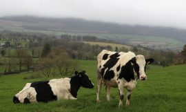 Exports to China of livestock hides and skins resume