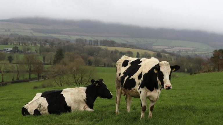 Read more about the article Exports to China of livestock hides and skins resume