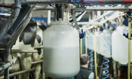 Strong dairy and tillage output in 2025 – Teagasc