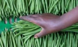 The two farms in Senegal that supply many of the UK’s vegetables