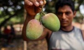 Indian mango farmers are urged to modernise