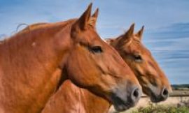 Suffolk Punch horse centre cutting back amid cost woes
