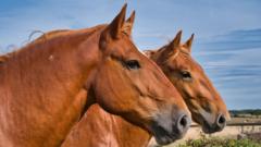 suffolk-punch-horse-centre-cutting-back-amid-cost-woes