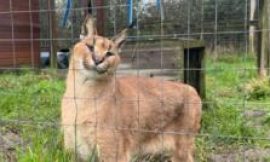 Ark Wildlife Park at ‘breaking point’ over rising monthly bills