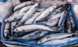 Waitrose to suspend mackerel sales due to overfishing concerns
