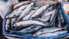 waitrose-to-suspend-mackerel-sales-due-to-overfishing-concerns
