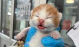 Yorkshire Cat Rescue sees rise in abandoned cats as costs increase