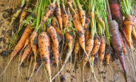 Up to 45 jobs at risk at Kilkenny carrot producer