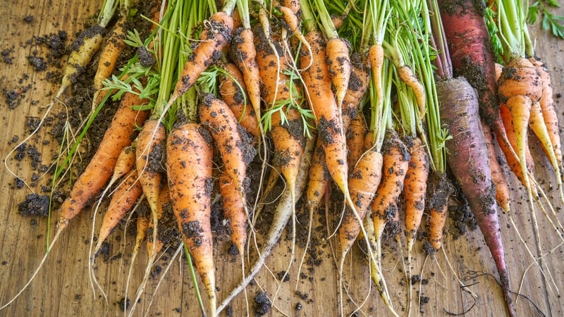 up-to-45-jobs-at-risk-at-kilkenny-carrot-producer