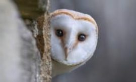 Wildlife to replace historical characters on Bank of England banknotes