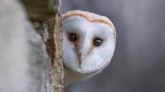 wildlife-to-replace-historical-characters-on-bank-of-england-banknotes