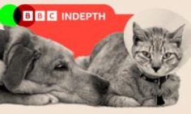 The Aldi-style insurgents who could be about to shake up the vets market