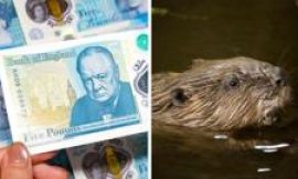 Banknotes, beavers and a very British backlash