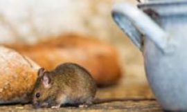 Moma Foods recalls porridge months after mouse contamination