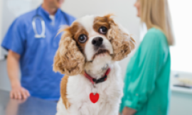 Vet prescription fees to be capped at £21