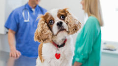 Read more about the article Vet prescription fees to be capped at £21