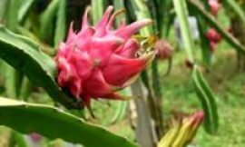 Dragon fruit: The spiky cactus helping India farmers make money
