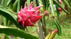dragon-fruit:-the-spiky-cactus-helping-india-farmers-make-money