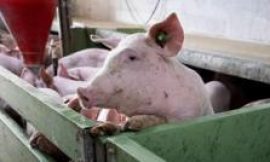 Spain’s pork industry seeks salvation from swine fever threat