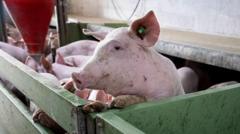 spain’s-pork-industry-seeks-salvation-from-swine-fever-threat