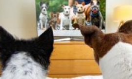 TV for dogs booms but are they watching?