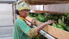from-scientist-to-silk-farmer:-india’s-silk-industry-renewal