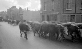 The inside story of Dublin’s blood and guts economy