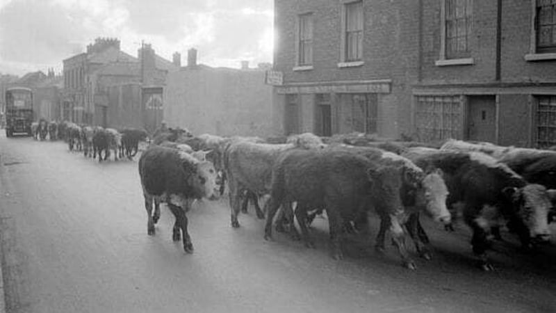 the-inside-story-of-dublin’s-blood-and-guts-economy