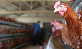 Housing order for all poultry, captive birds to be lifted