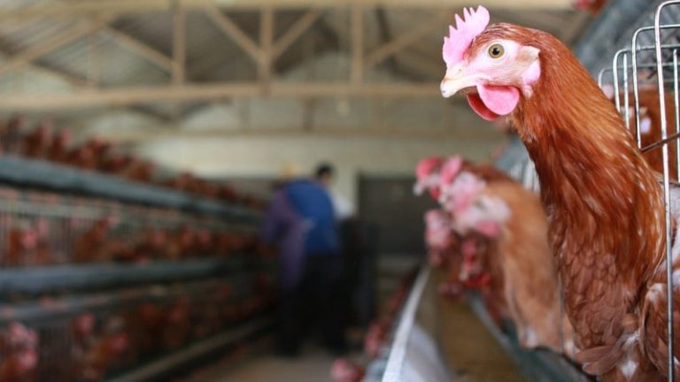 Read more about the article Housing order for all poultry, captive birds to be lifted