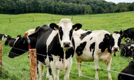 Reduced methane cattle burps among €37.5m Agri projects