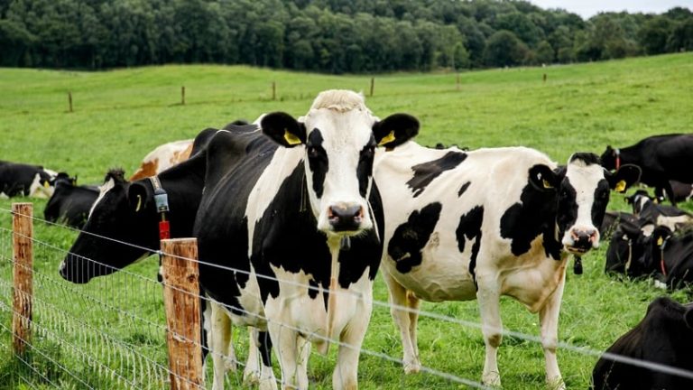 Read more about the article Reduced methane cattle burps among €37.5m Agri projects