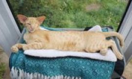 ‘I had to pay £14,000 in vets fees after my cat was run over’