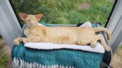 ‘i-had-to-pay-14,000-in-vets-fees-after-my-cat-was-run-over’