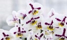 Inside the secretive and lucrative world of orchid breeding