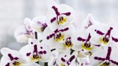 inside-the-secretive-and-lucrative-world-of-orchid-breeding
