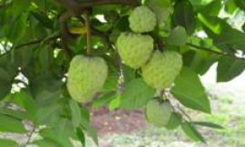 Custard apples: The crop that thrives in the toughest conditions