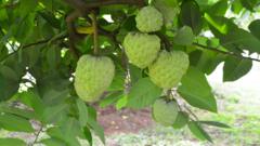 Read more about the article Custard apples: The crop that thrives in the toughest conditions