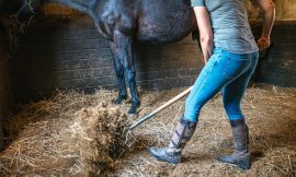 Horse dealer to pay worker €4,500 for rights breaches