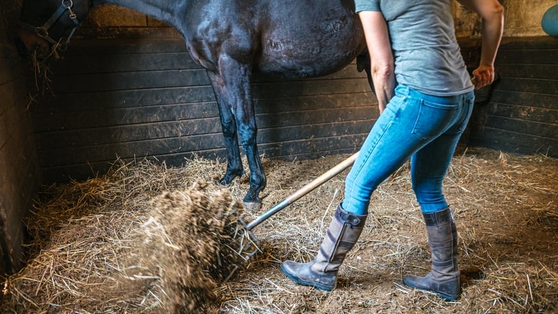 horse-dealer-to-pay-worker-e4,500-for-rights-breaches