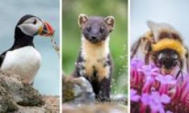 Puffin and bumblebee among 18 creatures shortlisted to feature on banknotes