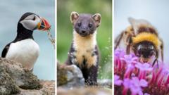 Read more about the article Puffin and bumblebee among 18 creatures shortlisted to feature on banknotes
